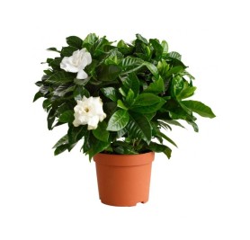 Gardenia Indoor